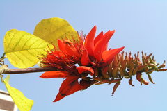 Erythrina variegata var. orientalis